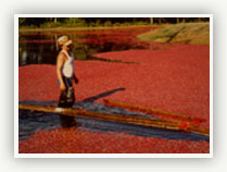 Link to Cape Cod Solution